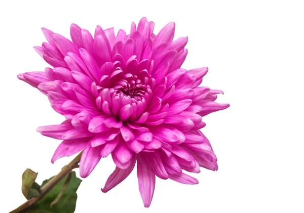 Pink chrysanthemum flower — Stock Photo, Image