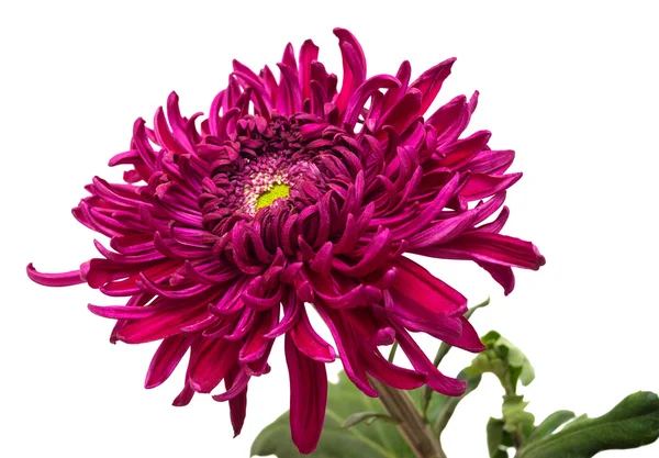Koyu kestane Kasımpatı çiçeği — Stok fotoğraf