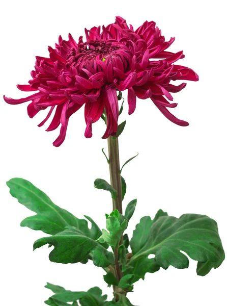 Dark maroon chrysanthemum flower — Stock Photo, Image