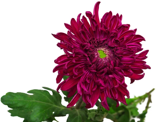 Koyu kestane Kasımpatı çiçeği — Stok fotoğraf