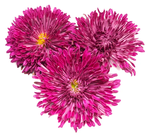 Roze chrysant bloemen Rechtenvrije Stockfoto's