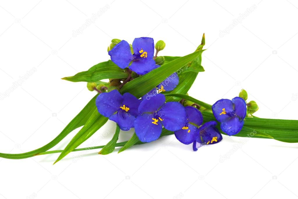Tradescantia blue flowers