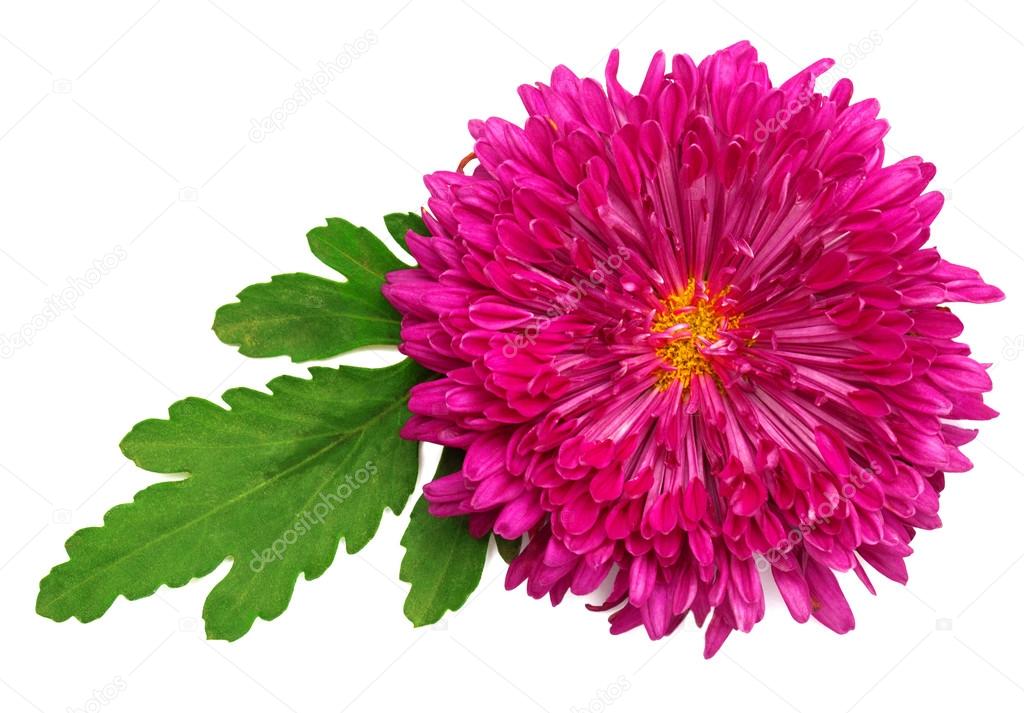 Pink Chrysanthemum With Leaves Stock Photo Image By C Flowerstudio