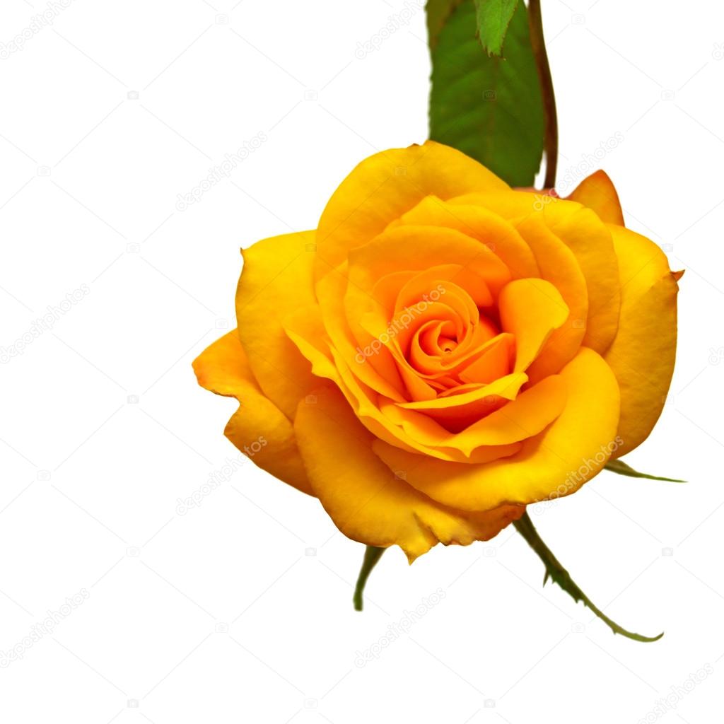 Yellow rose flower — Stock Photo © FlowerStudio 88470460