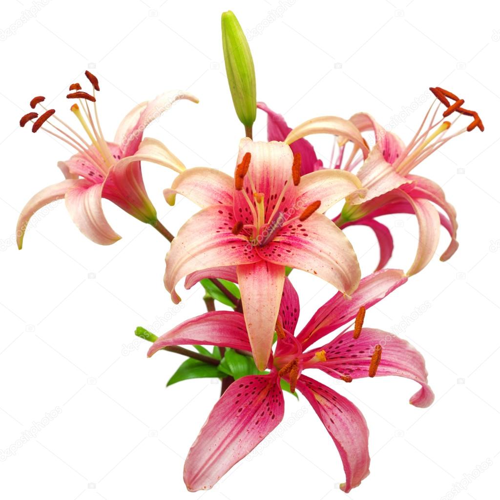 Beautiful pink lilies