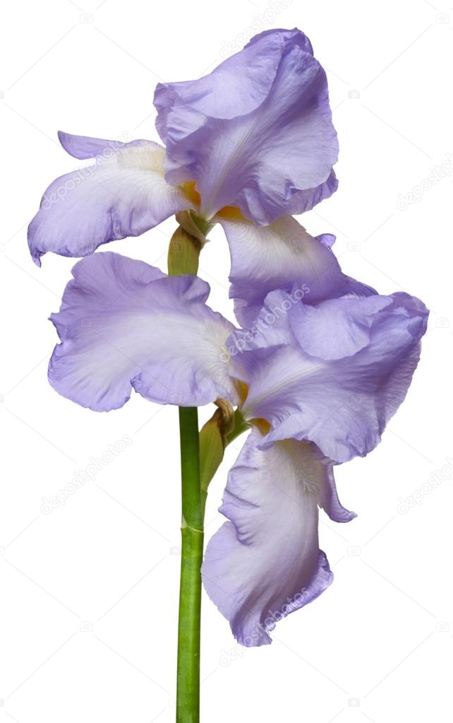 Blooming iris flowers