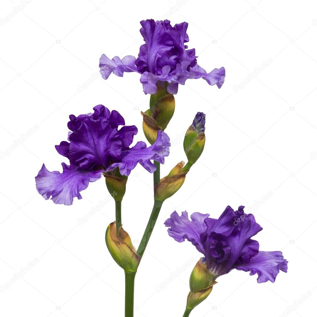 Blooming iris flowers