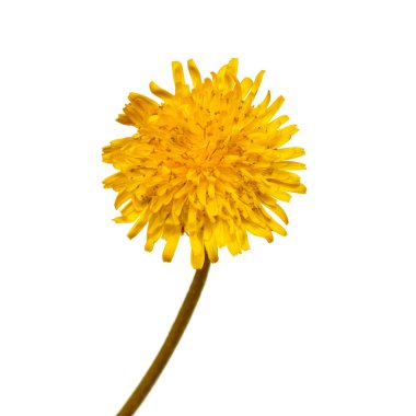 Beyaz arkaplanda sarı karahindiba