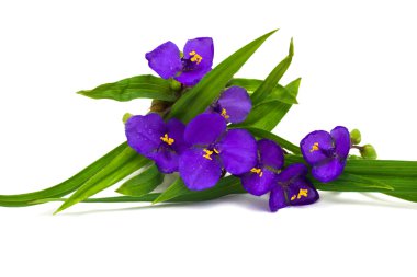 Tradescantia flowers with leaves clipart