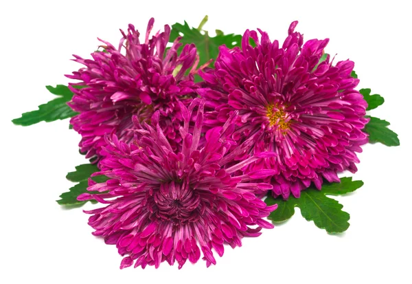 Pink Chrysanthemums with leaves — Stock Photo, Image