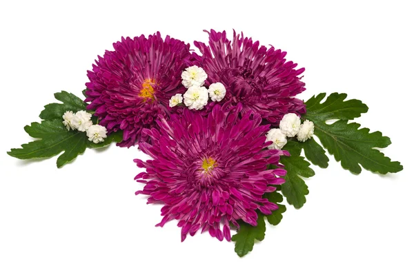 Blommor av krysantemum och prästkragar — Stockfoto