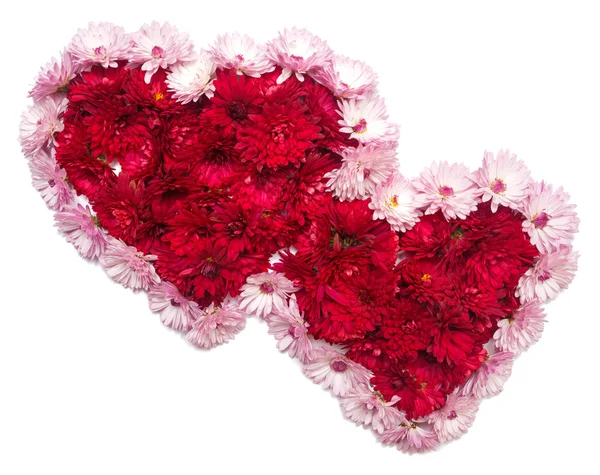 Dos corazones de flores de crisantemos —  Fotos de Stock