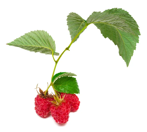 Branch with raspberries and leaves — Stock Photo, Image