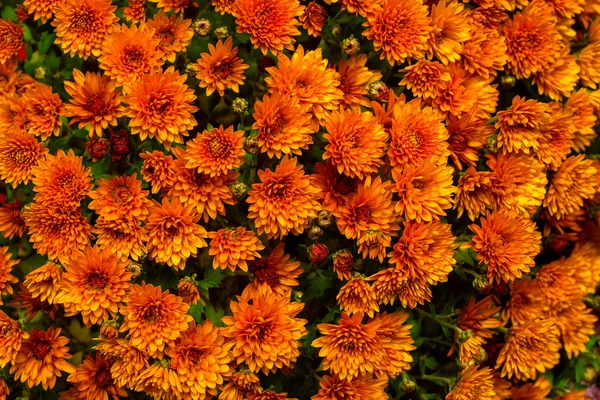 Chryzantémy oranžové květiny — Stock fotografie