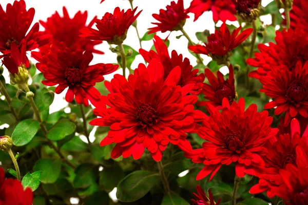 Krizantem kırmızı çiçekler buket — Stok fotoğraf