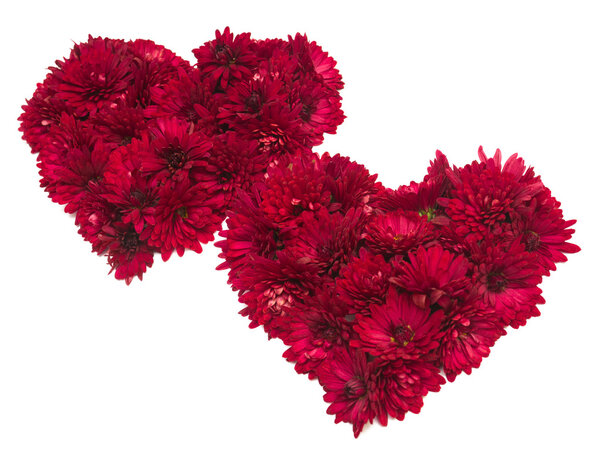 Two hearts from flowers of chrysanthemums