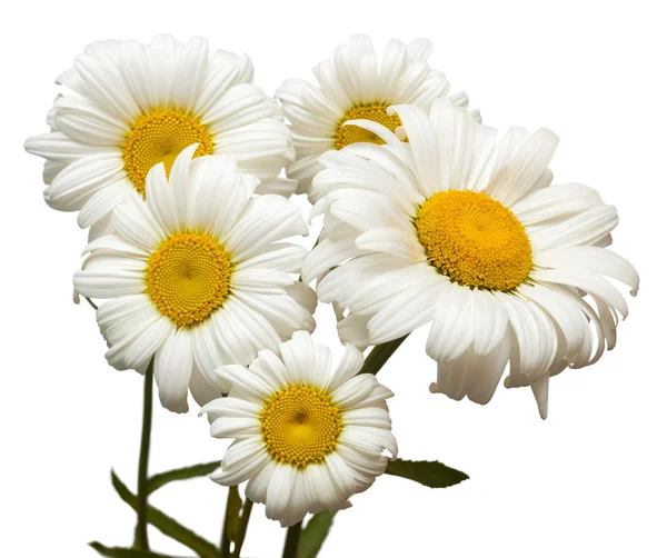 Boeket grote wit daisies — Stockfoto