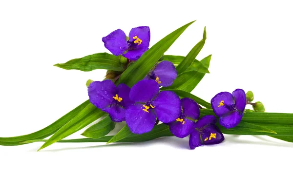 Tradescantia flores com folhas — Fotografia de Stock