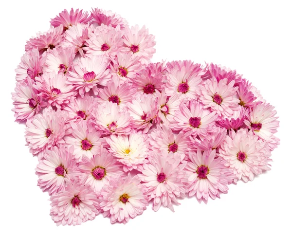 Cuore rosa da fiori di crisantemo — Foto Stock