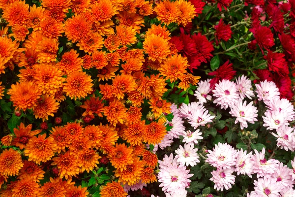 Orange, red and pink chrysanthemums — Stock Photo, Image