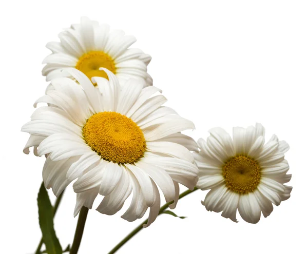 Boeket grote wit daisies — Stockfoto