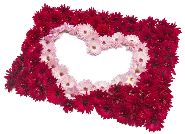 Corazón de flores de crisantemo — Foto de Stock