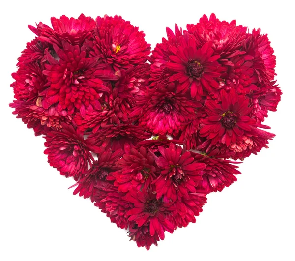 Cuore rosso da fiori di crisantemo — Foto Stock