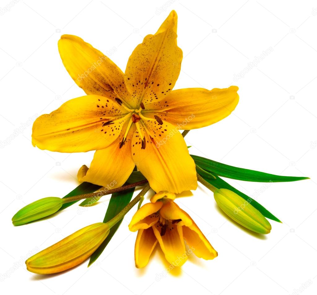 Yellow lily flower with buds