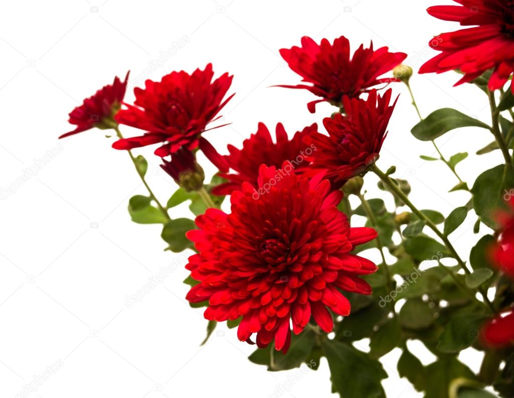 depositphotos_89515650-stock-photo-bouqu