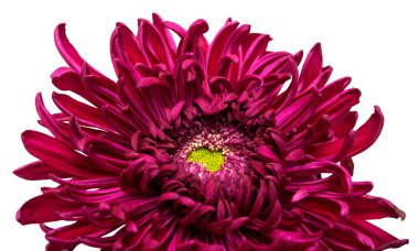 pembe kasımpatı çiçekleri