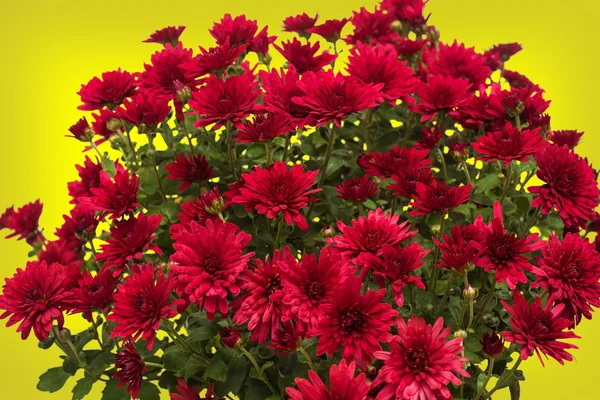 Chrysanthemums flowers  on background — Stock Photo, Image