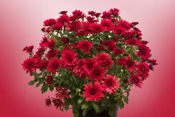 Flores de crisantemos rojos — Foto de Stock