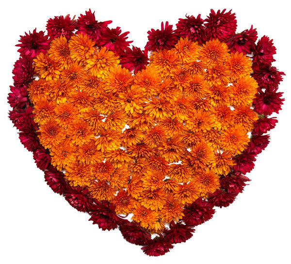 Heart of chrysanthemum flowers