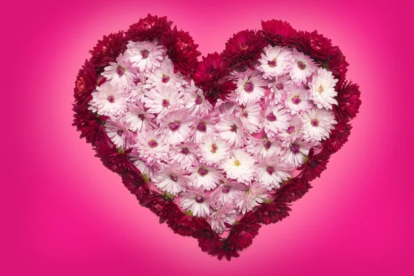 Hart van chrysant bloemen — Stockfoto