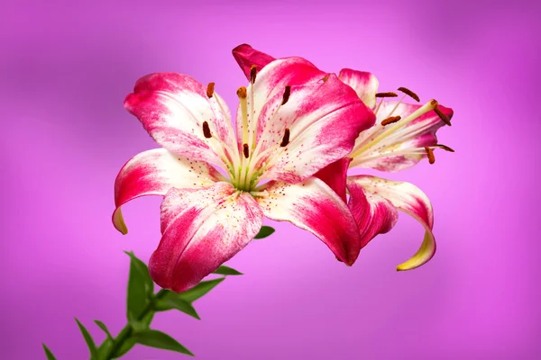Roze lily op achtergrond — Stockfoto