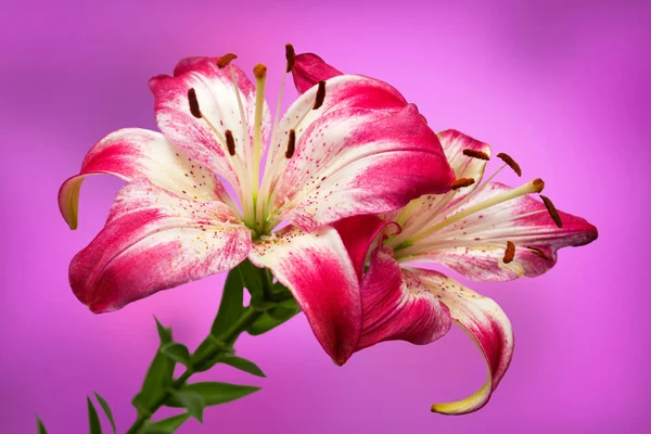 Whit-roze lily op achtergrond — Stockfoto