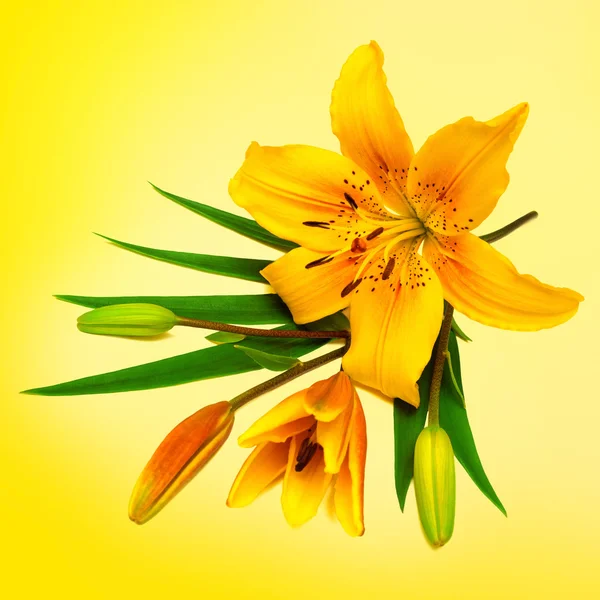 芽と黄色いユリの花 — ストック写真