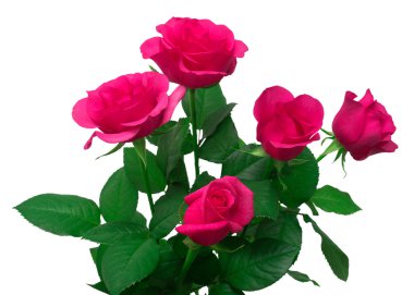 Bir buket pembe gül. 