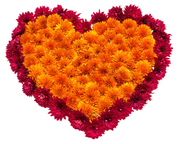 Beautiful heart of chrysanthemums
