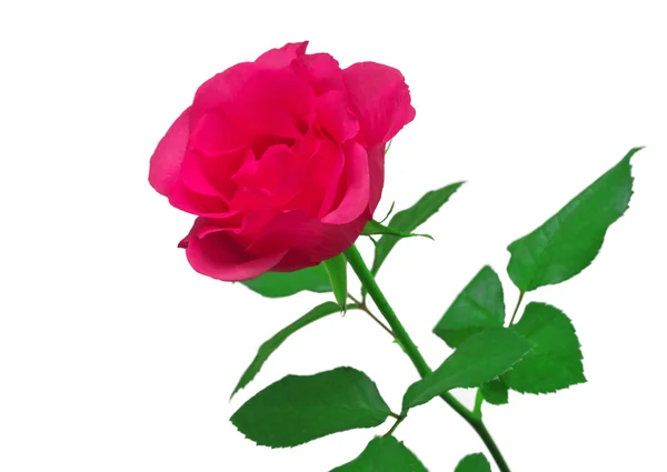 Rosa rosa hermosa — Foto de Stock