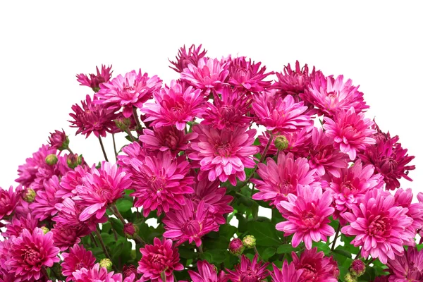 Różowe kwiaty chryzantemy — Zdjęcie stockowe