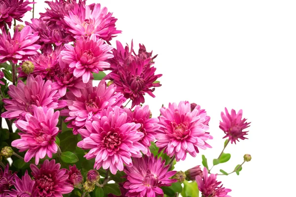 Kasımpatı pembe çiçekler