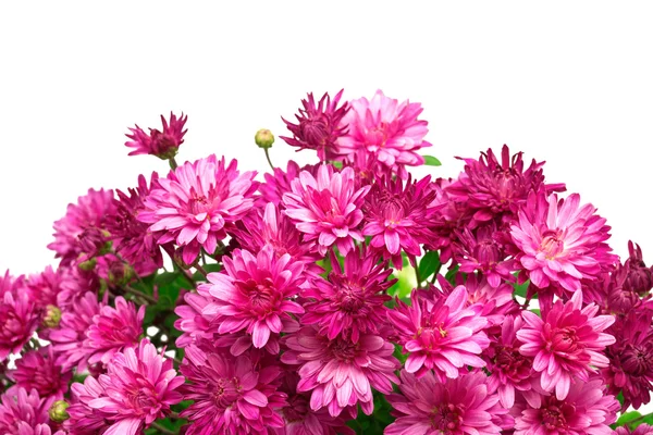 Kasımpatı pembe çiçekler — Stok fotoğraf