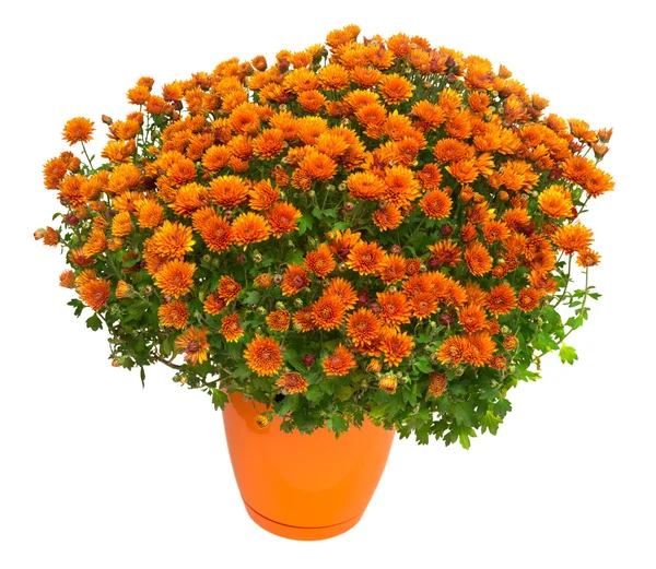Chrysanthemums in pot Stock Photos, Royalty Free Chrysanthemums in pot