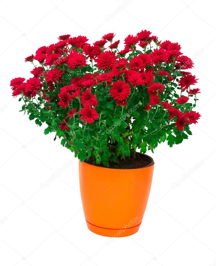 Flowers of chrysanthemums in a pot 