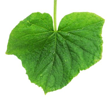 İzole yaprak salatalık