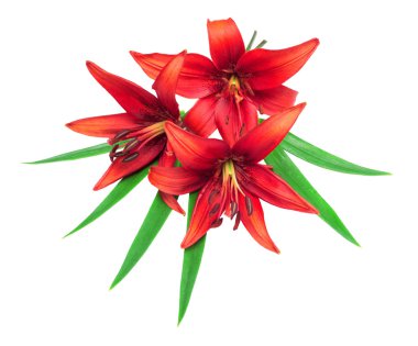 Buket kırmızı lilyum çiçek 