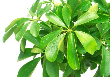 İzole schefflera arboricola