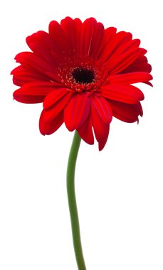 izole kırmızı gerbera