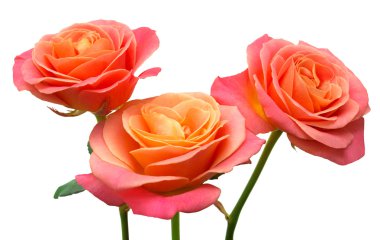 Bir demet pembe gül 
